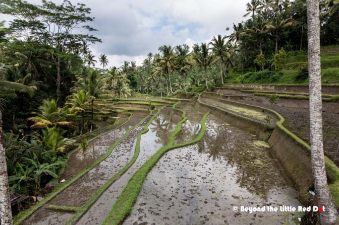 Rice terraces just beside the steps. You can take a short detour to walk on the terraces.