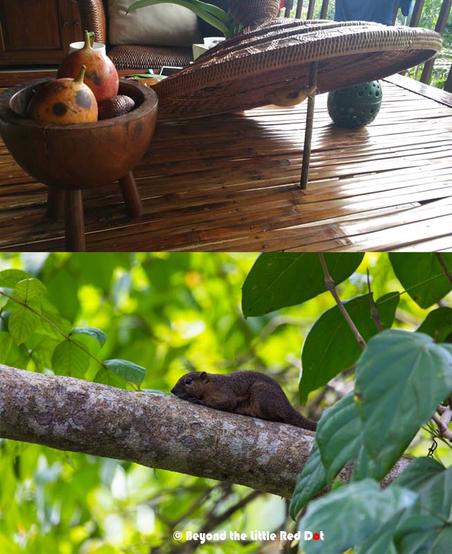 We didn't eat the fresh fruits basket, but the squirrels did. Trying to see if there's a Bear Grylls in me.