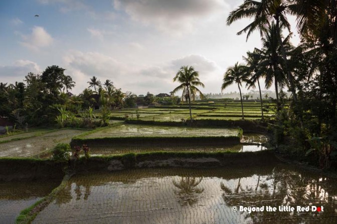 One side of the watch platform faces the rice fields making for nice sunset view.