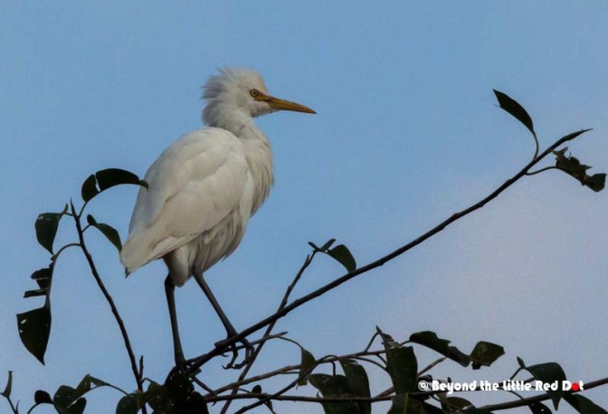 August isn't the peak season but there are still thousands of these birds around.