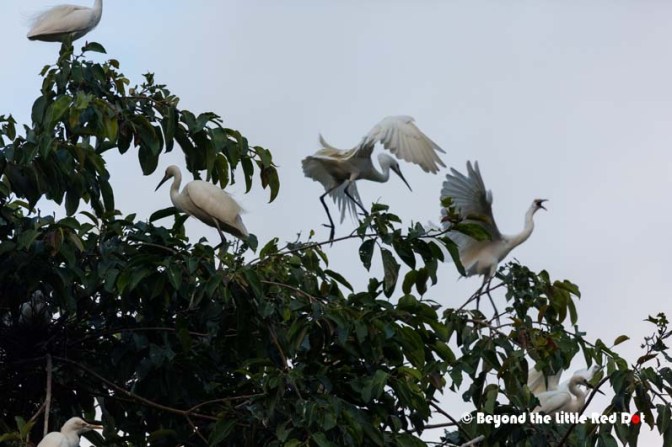 They started fighting for prime nesting spots. With the early birds chasing away the late comers.