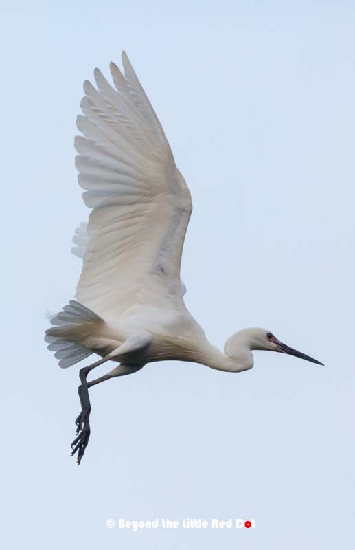 The best time where their numbers are highest is October to March which coincides with their breeding season.