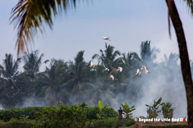 Flocks of herons and egrets started flying in.