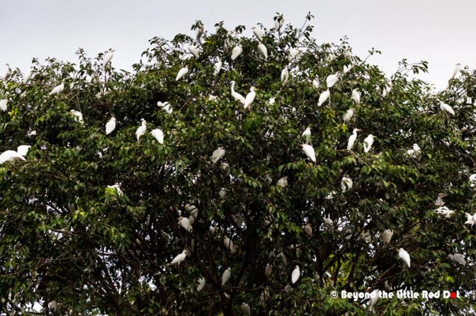 Very soon one of the trees near the watching platform was filled with these majestic birds.