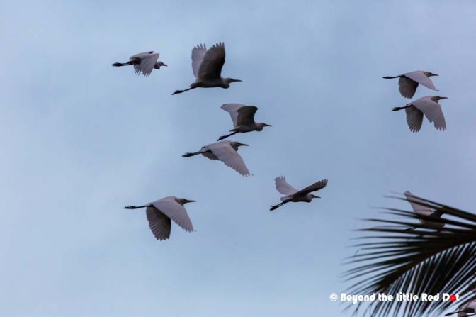 You won't see thousands, but they come in scores and gather on the trees.