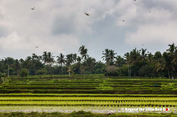 Rice terraces can be seen if you continue walking further inwards.