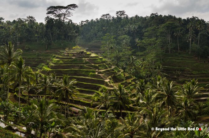 The majestic Tegallalang rice terraces.