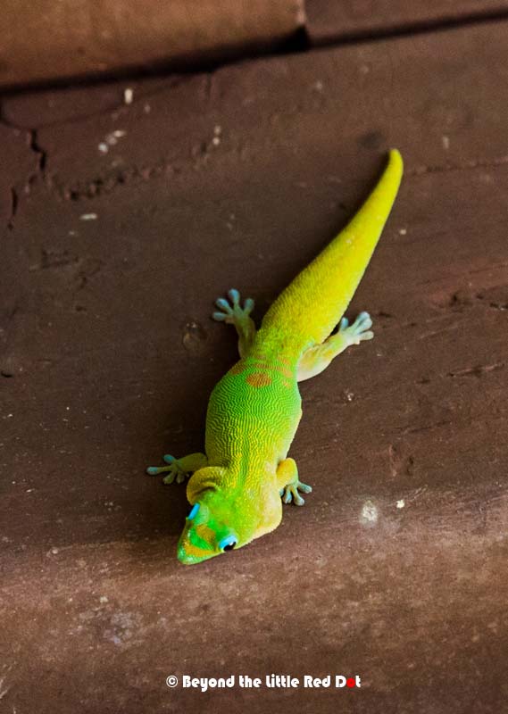Colorful lizards called Green Anole crawling all over. 