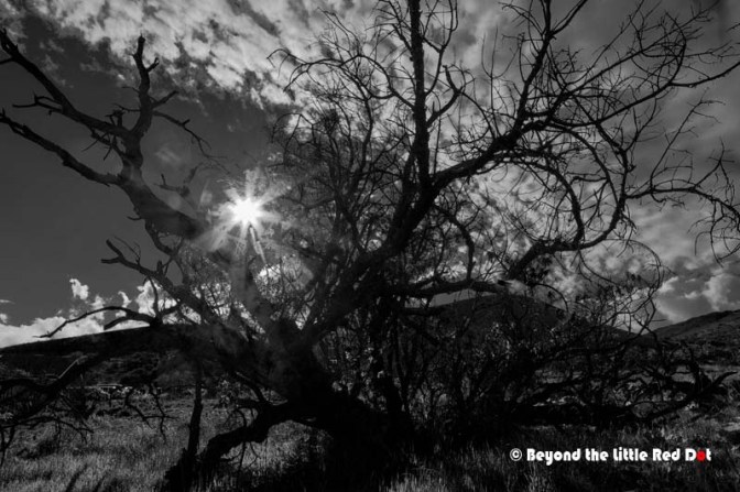 This stunted tree like bush is quite common.