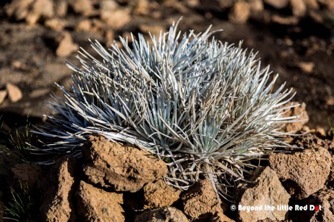 Inside you can see the Hawaiian Silversword plant. It's endangered I think. 