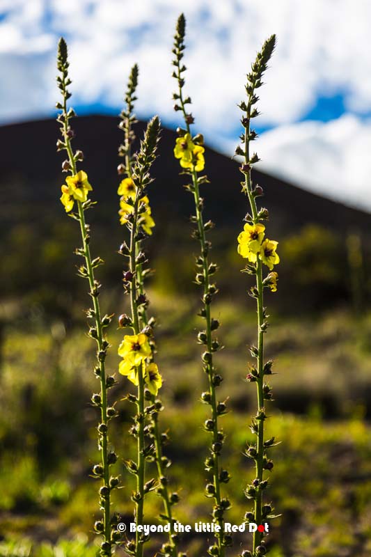 Quite a few indigenous plants can also be seen.