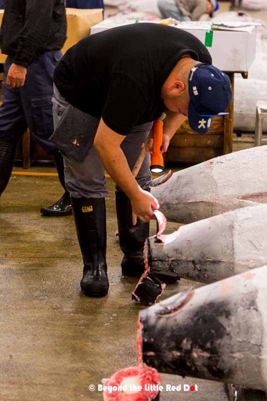 The buyers inspect the tuna using a curve hook to cut the meat, where they shine a torch to see the translucency of the meat, and then they rub it between their fingers to feel the level of fat.