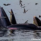 Chasing Whales in the Tropics