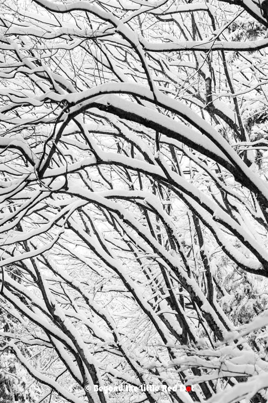 snow-branches