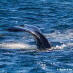 Whale Watching in the City