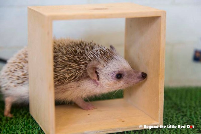 hedgehog3