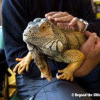 Have an Iguana with Your Coffee