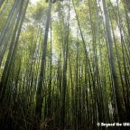 Araishiyama and the Sagano Romantic Train