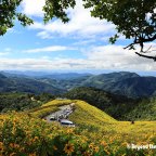 Doi Mae U Kho: Fields of Gold