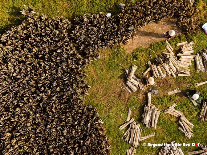 Aerial view of a field with piles of harvested pineapple plants and workers collecting the discarded parts.
