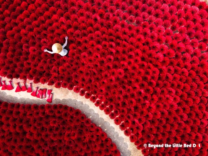 Aerial view of a person in a straw hat standing among a field of vibrant red flowers, with a winding path visible.